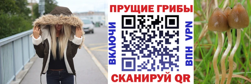 MEGA ссылка  купить   Кореновск  Галлюциногенные грибы Psilocybine cubensis 